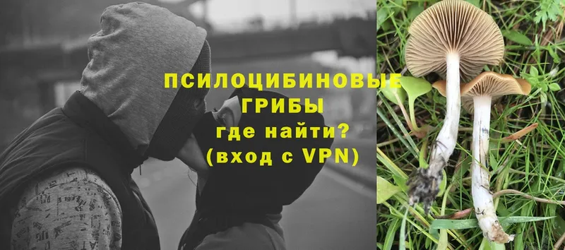 купить наркотики цена  Тырныауз  Галлюциногенные грибы Psilocybe 